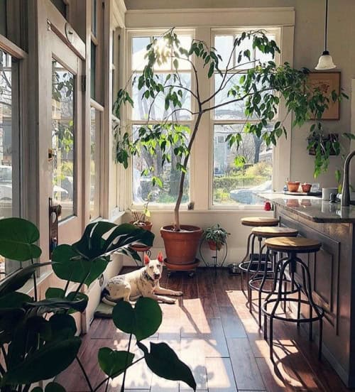 Dog in a room with large plants.