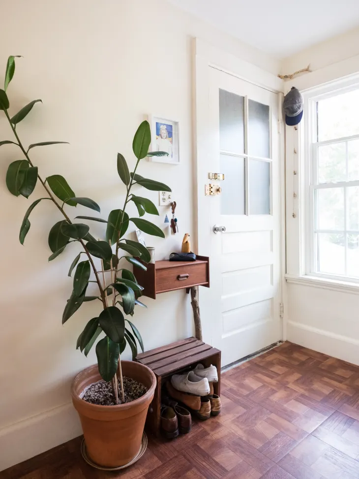 Rubber plant in a room with white walls.