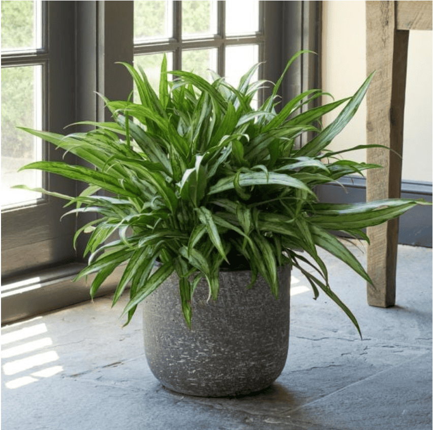 Chinese evergreen in a large planter.