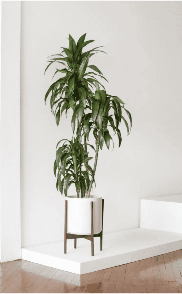 Tall corn plant in a white, raised planter.