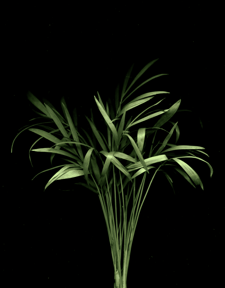 The Best Large Indoor Plants for Low Light | 136 home