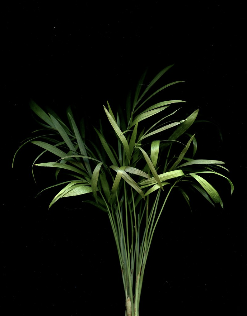 Parlor Palm best large indoor plants low light