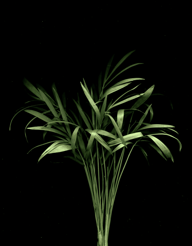 Parlor Palm against a black background.