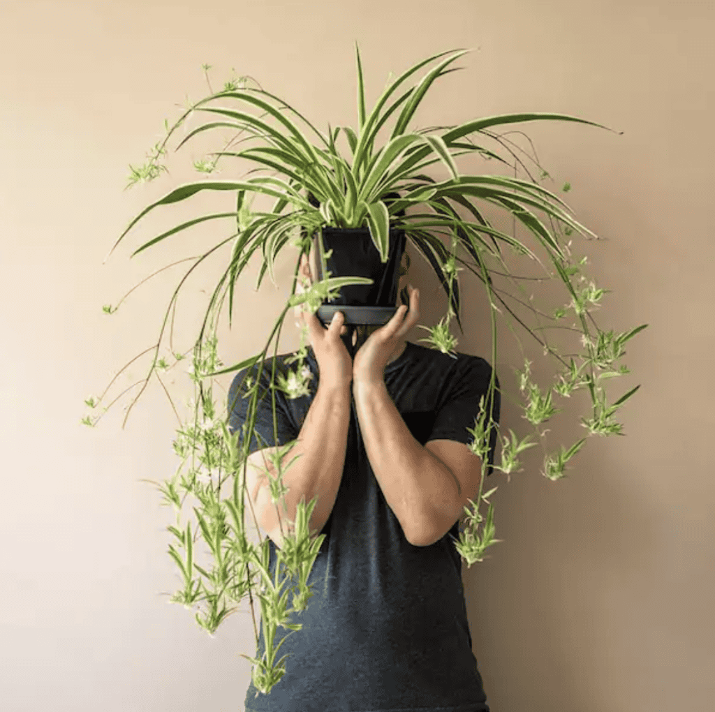 Hanging Spider Plant Silk Foliage Planter