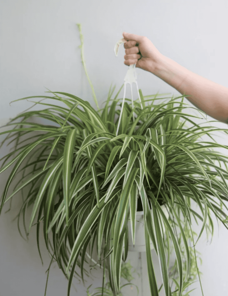 Spider Plants