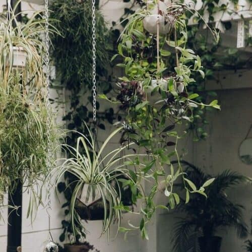 hanging plants that do not need sunlight 136 home