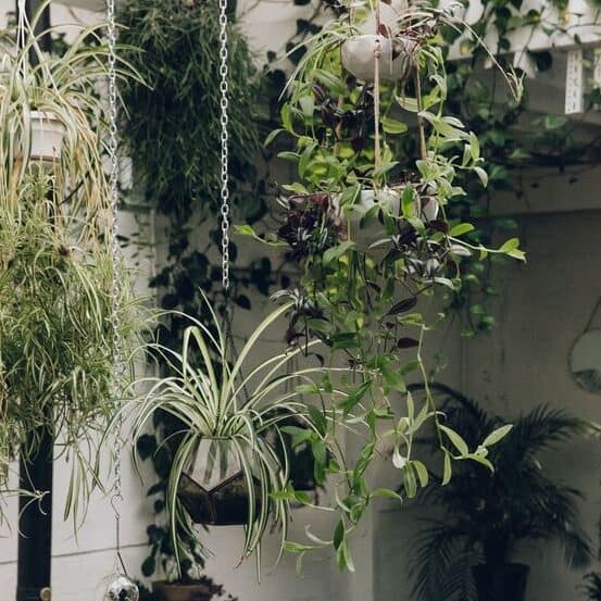 Hanging Spider Plant Silk Foliage Planter
