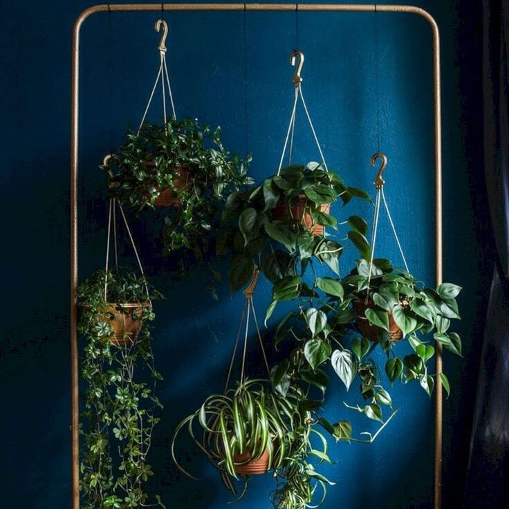 Hanging Indoor Plants That Do Not Need Light To Grow Edited