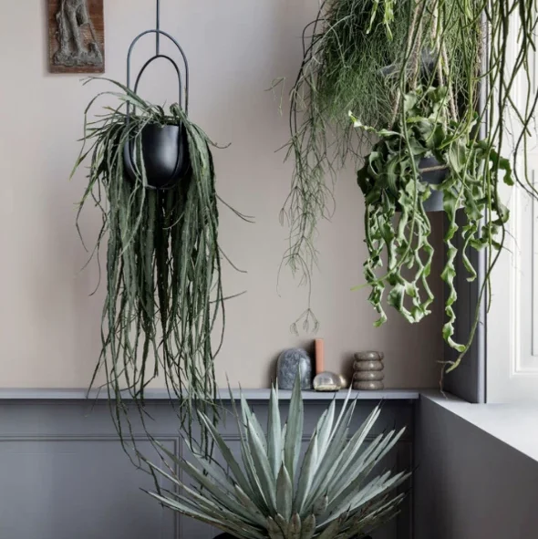 Several hanging plants in front of a window.