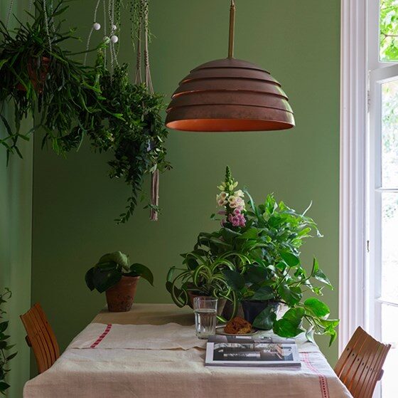 hanging plants that do not need sunlight