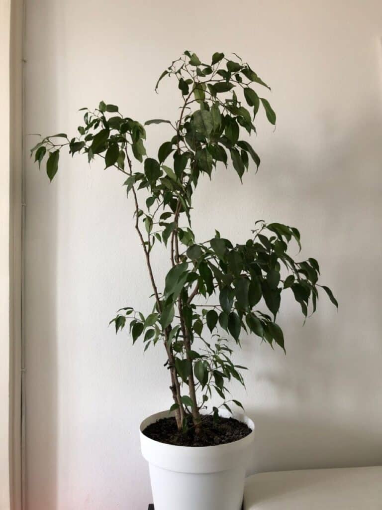 Weeping fig in a white planter.