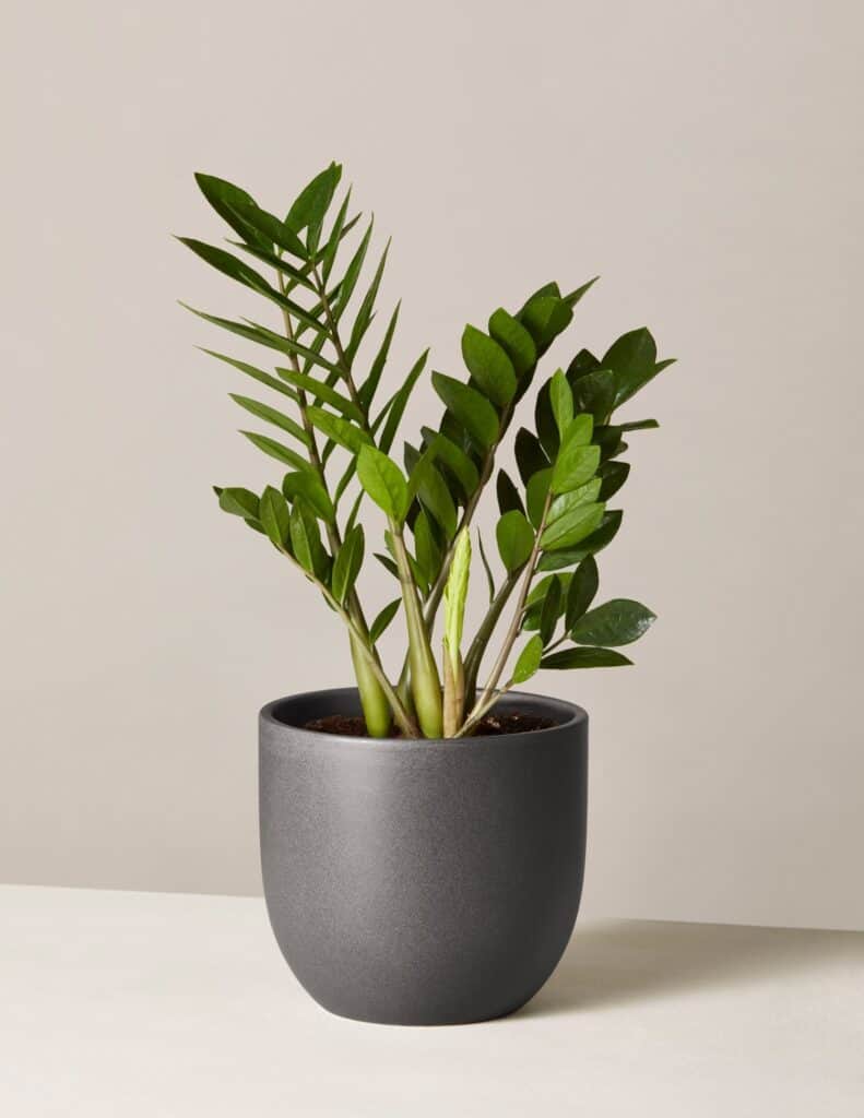 ZZ plant in a grey planter.