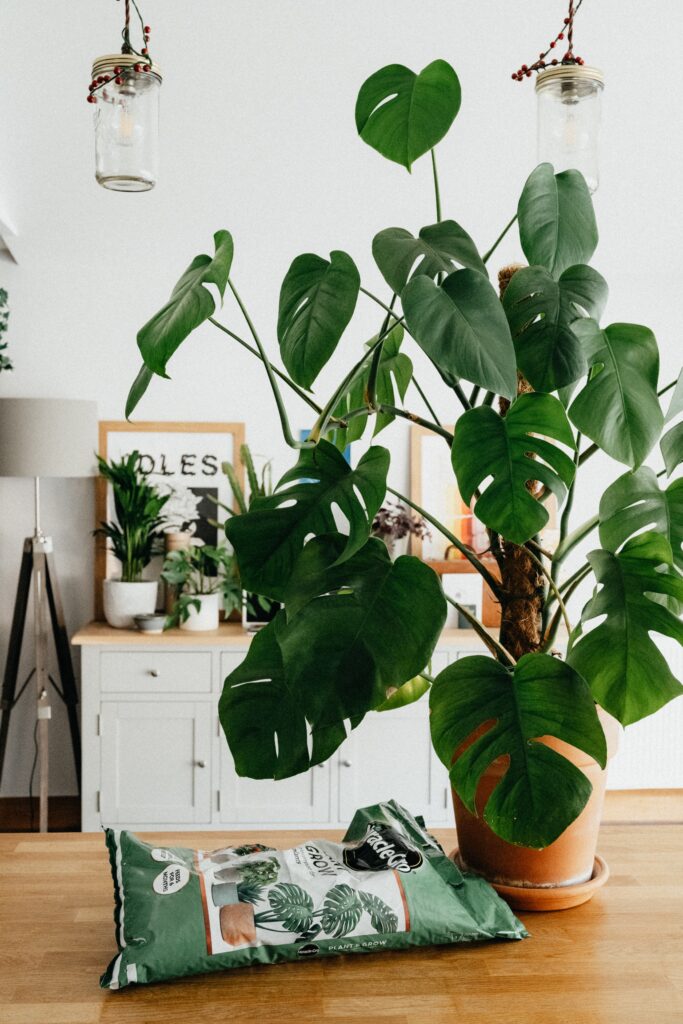 large plants for indoors monstera