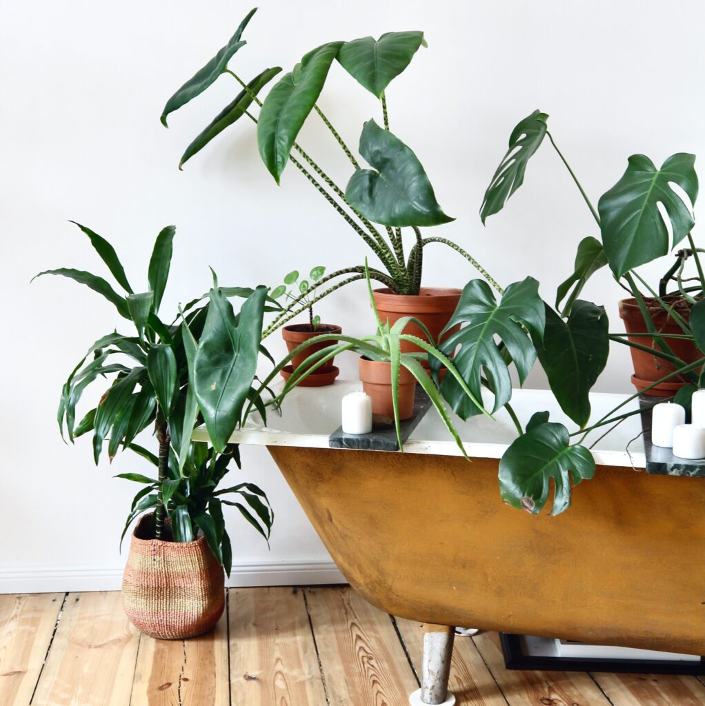 large plants for indoors
