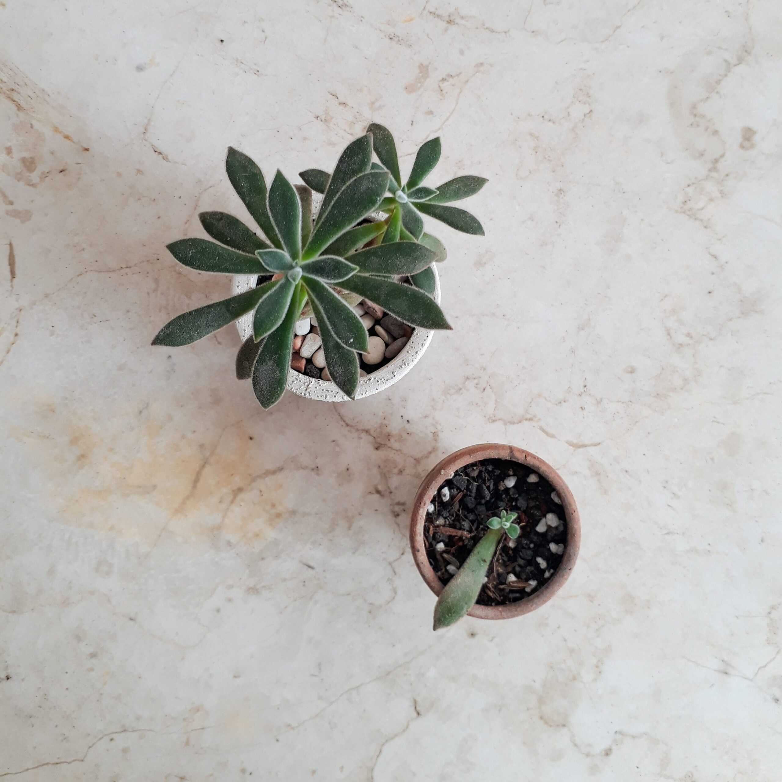 how to revive a succulent