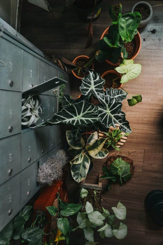 large plants for indoors