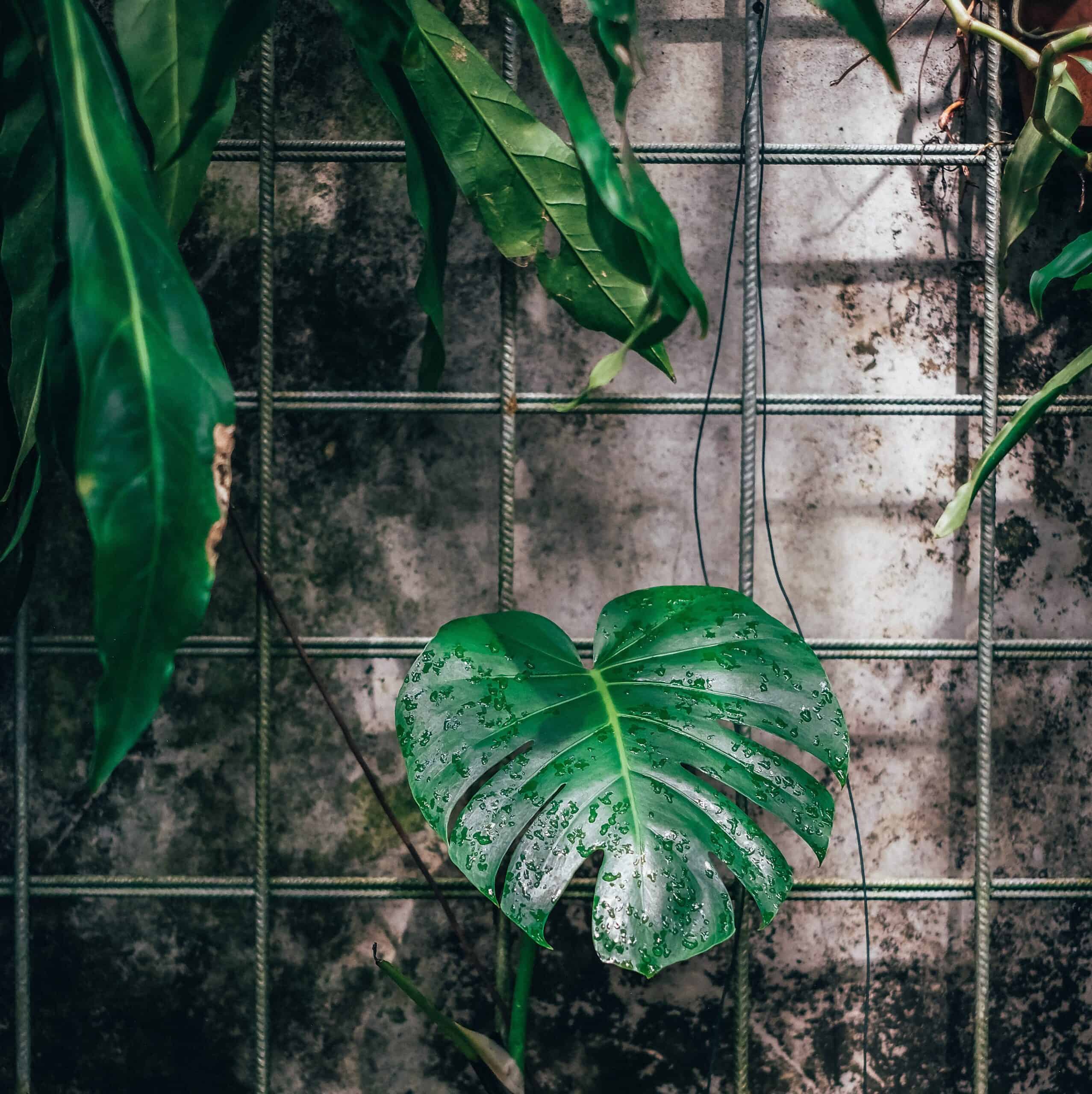 large plants for indoors