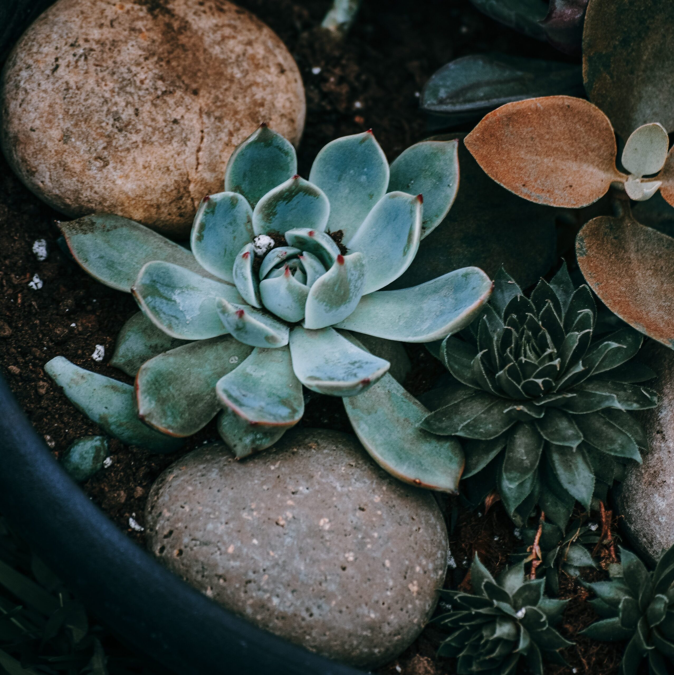how to revive a succulent