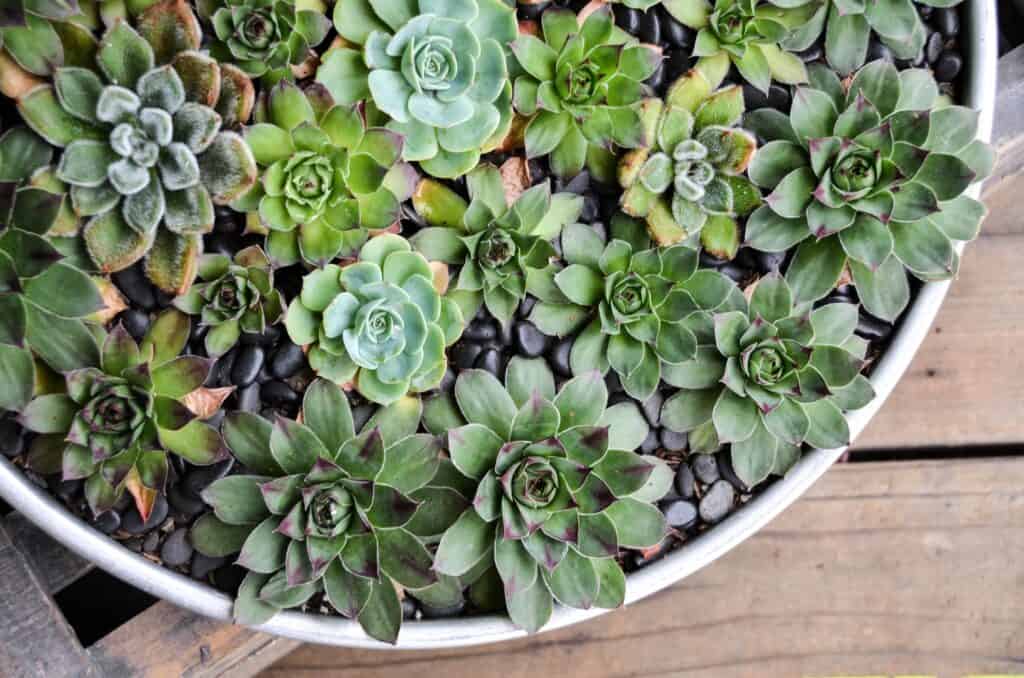 how to revive a succulent with too much sunlight