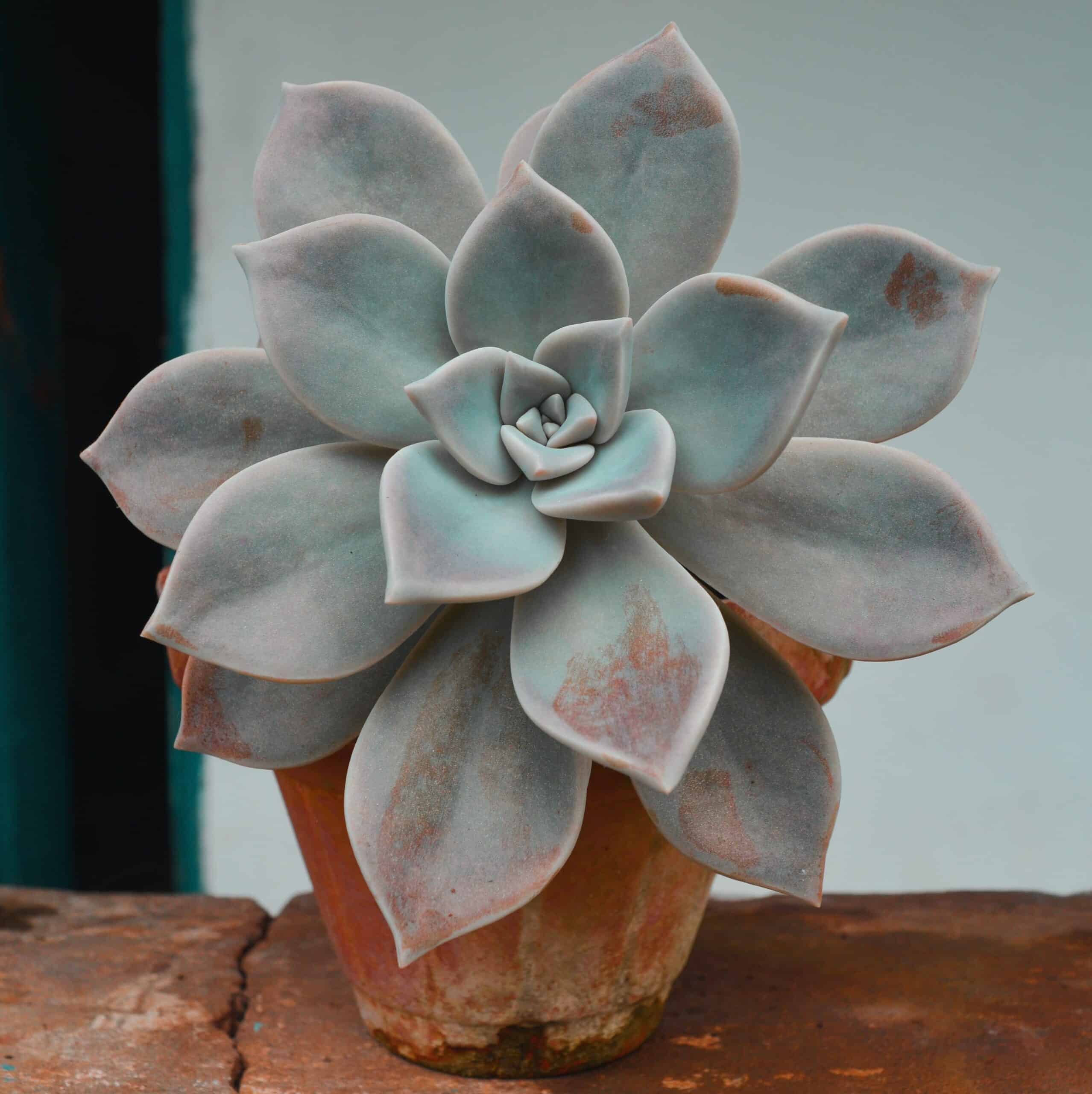 how to revive a succulent