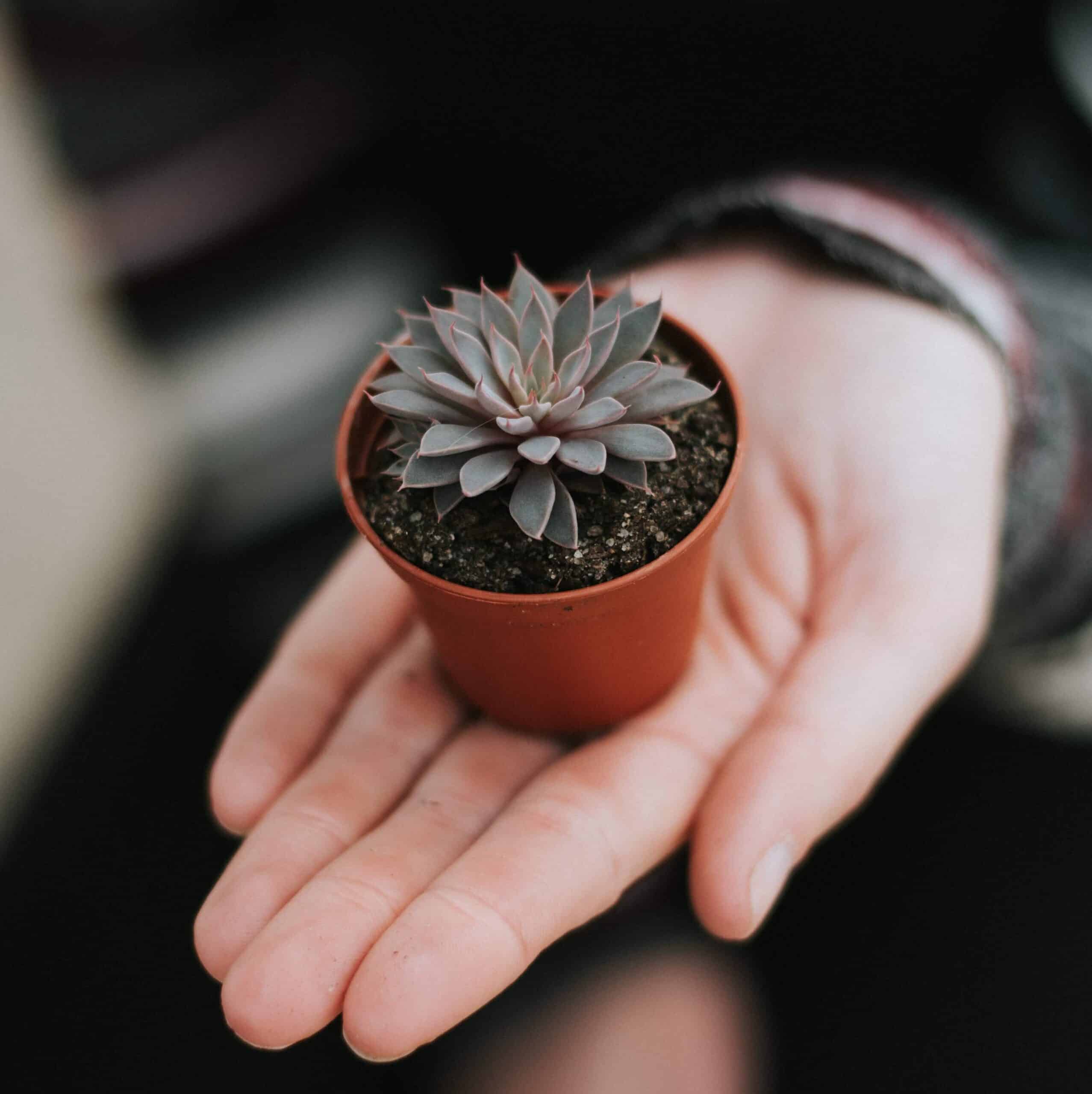 how to revive a succulent that is dry