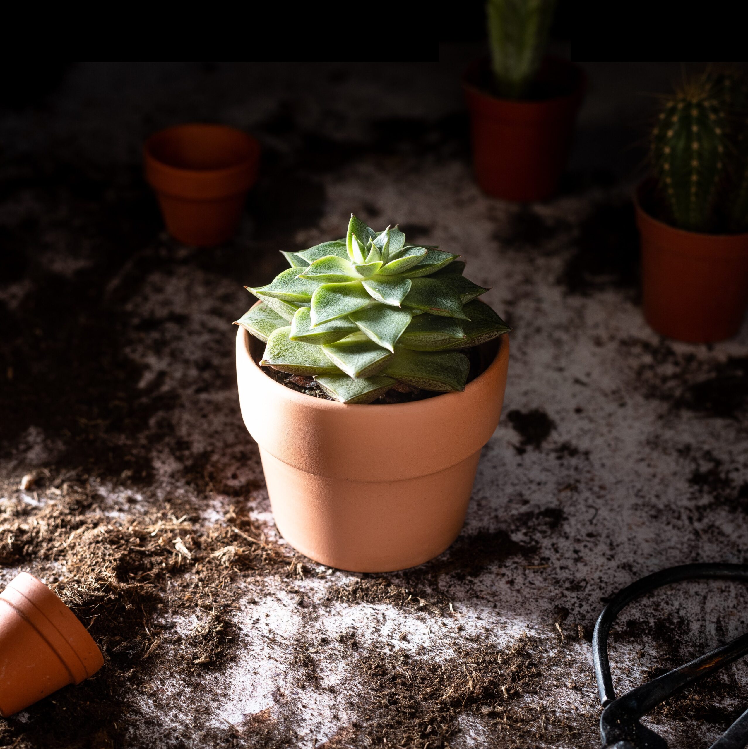 how to revive a succulent that's over watered 