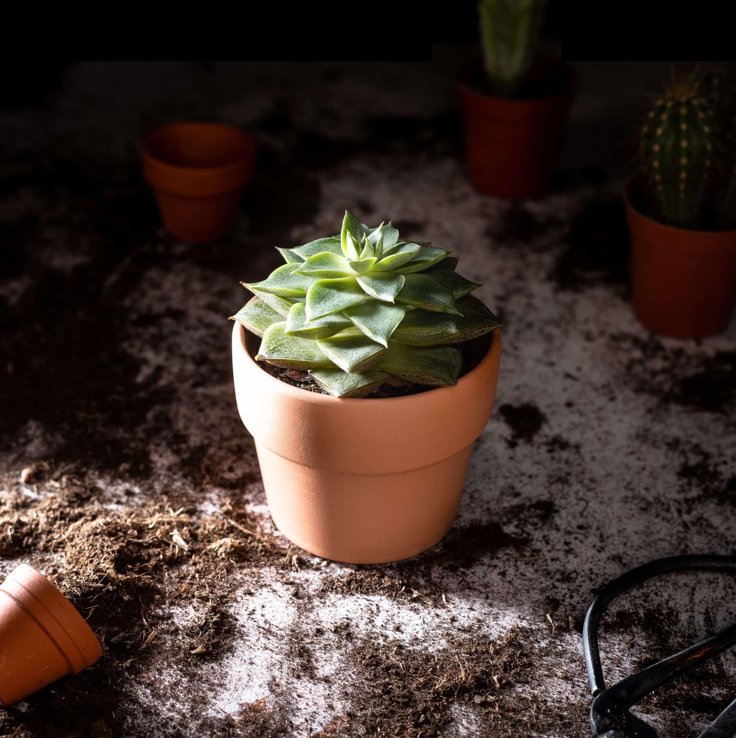how to revive a succulent that's over watered