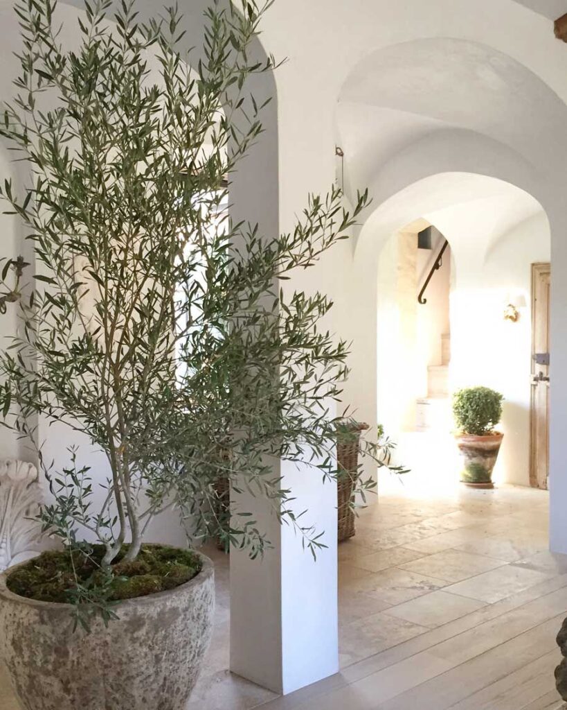 large plants for indoors olive tree