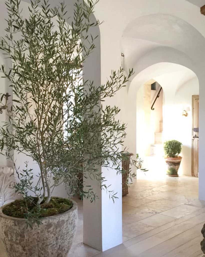 large plants for indoors olive tree