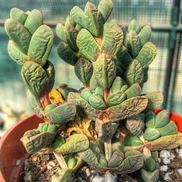 Shriveling Succulent