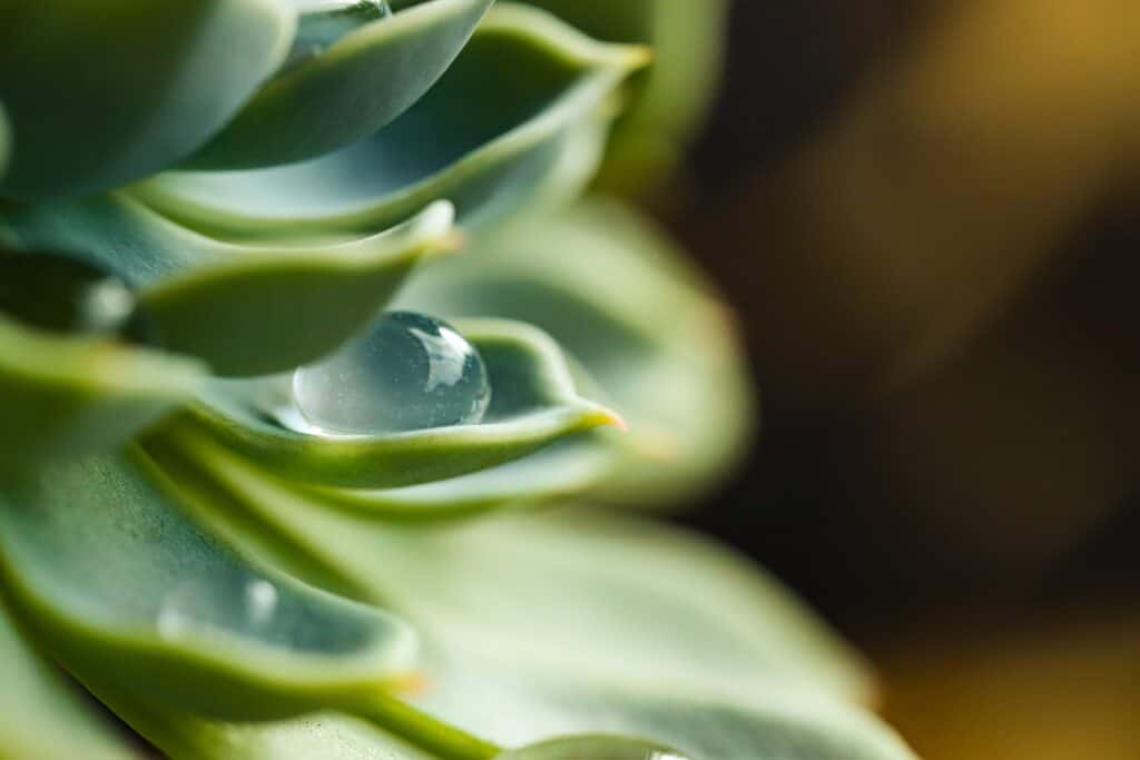 how to revive a succulent