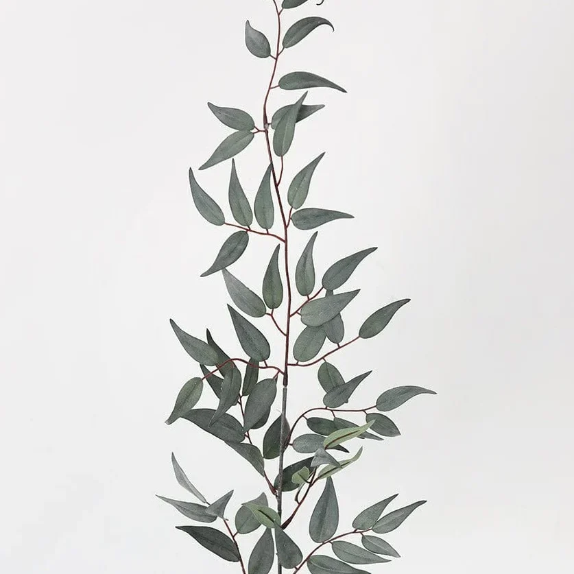 GreenGreyItalianRuscus 934d2a3a 850e 4ef8 A981 876e0109f206 Edited