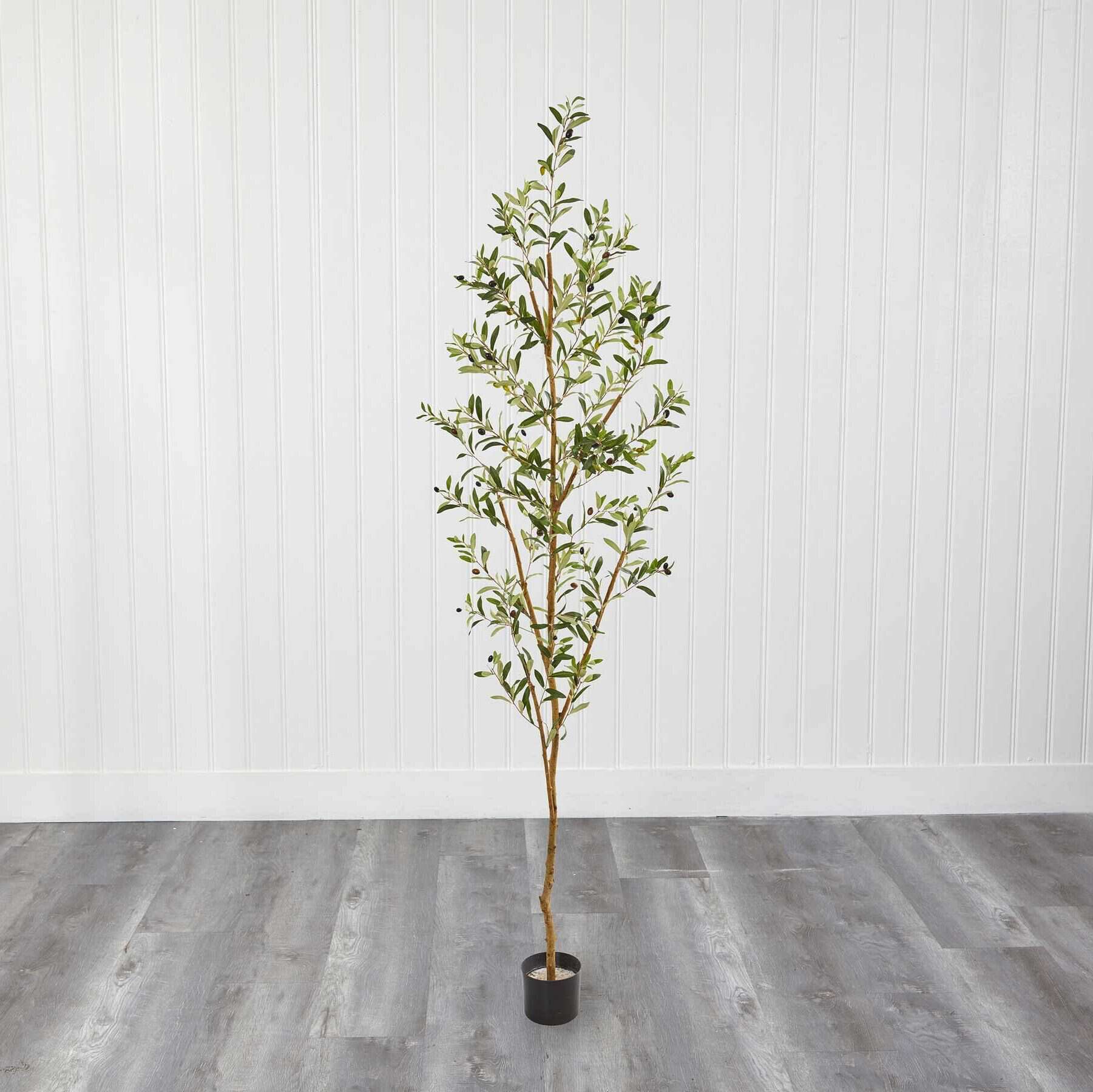 olive tree to place in a moody antique living room