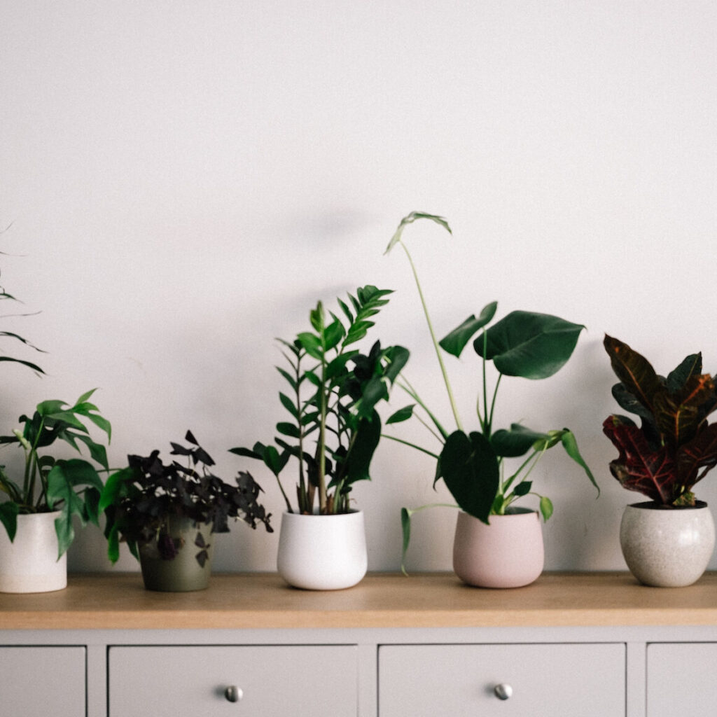 young plants how to decorate living room with plants