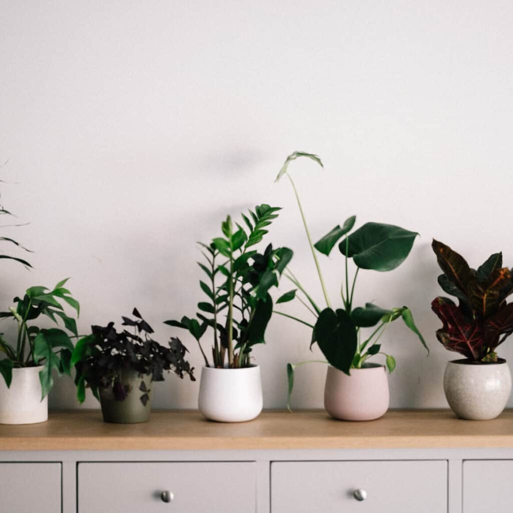 young plants including a zz plant