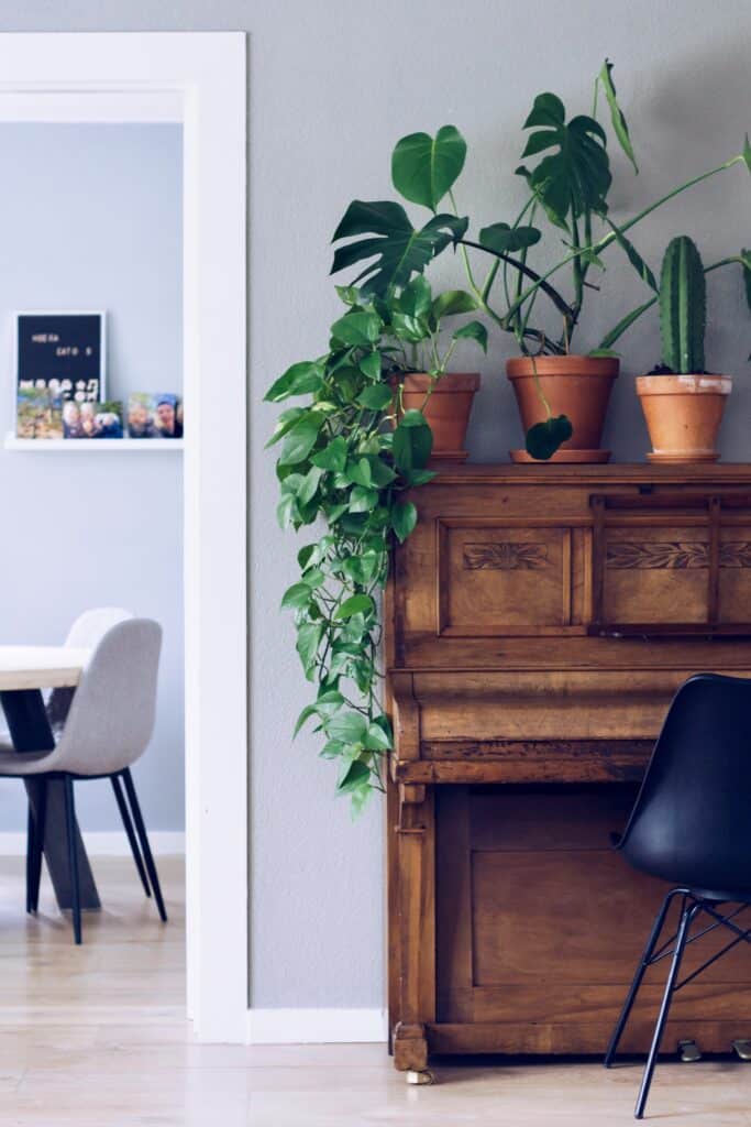 how to decorate bedroom with plants