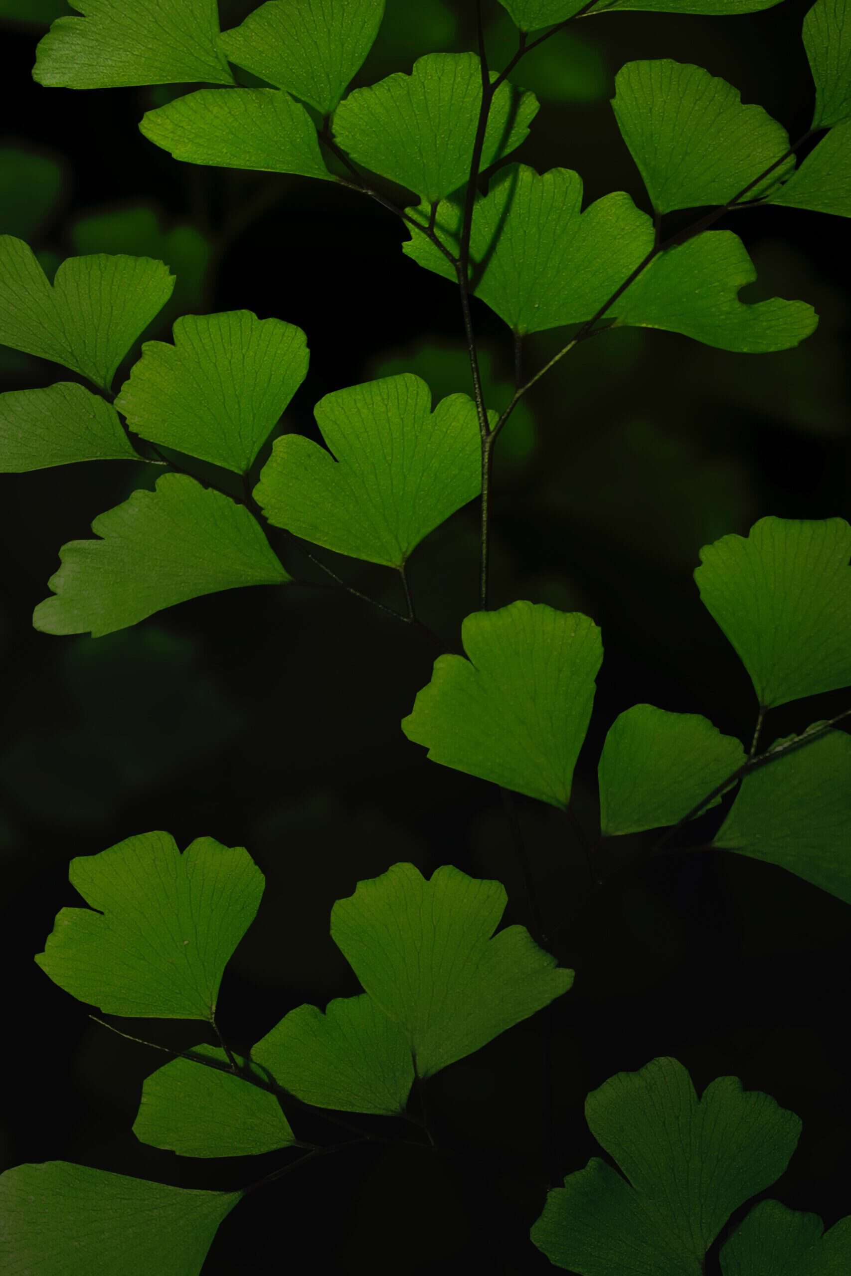 Delta Maidenhair Fern types of fern plants