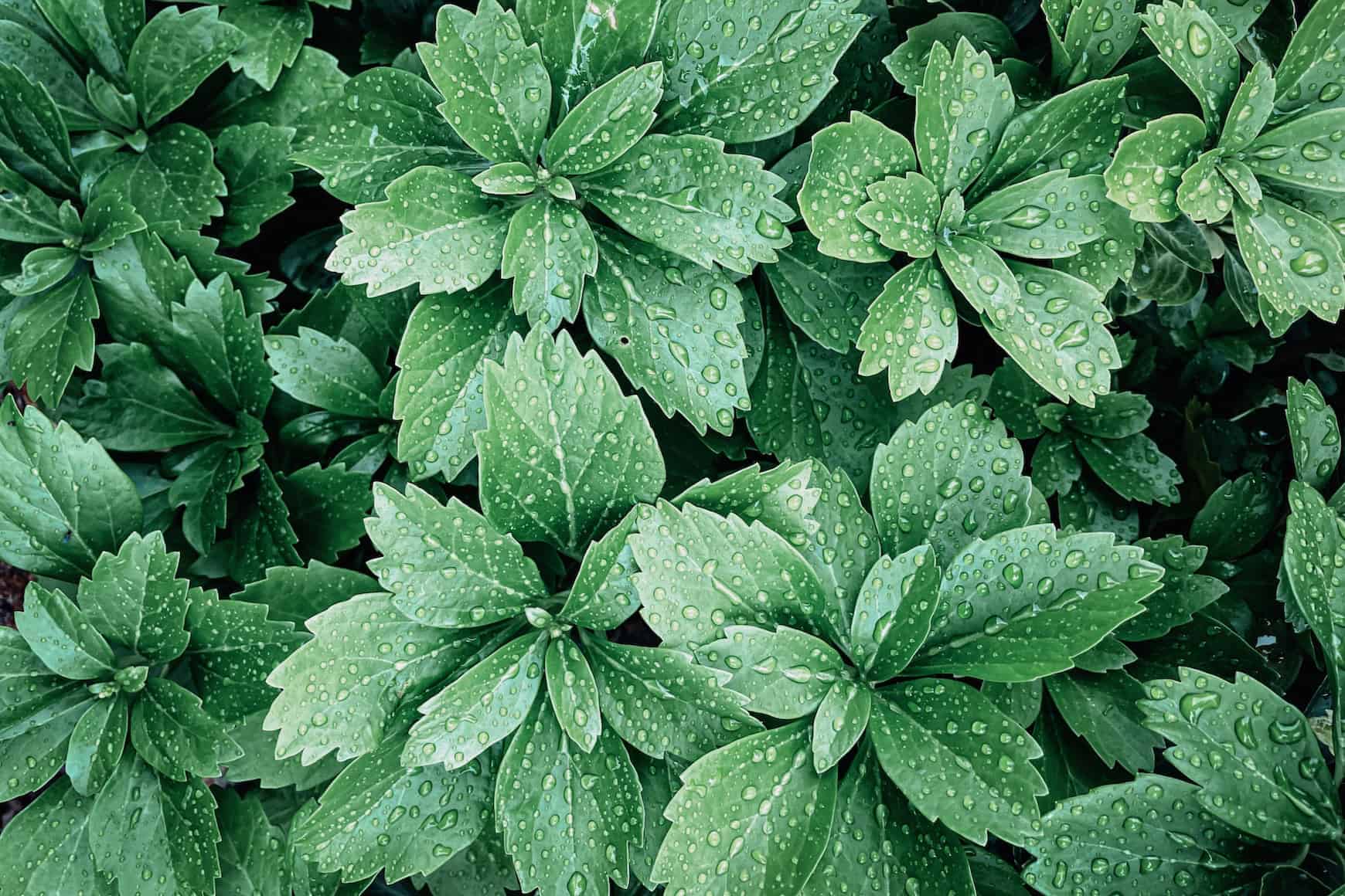 Japanese Pachysandra