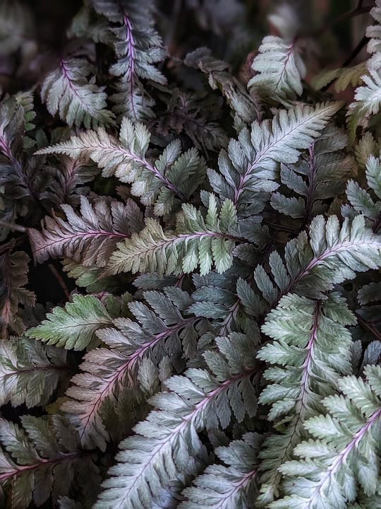 Japanese Painted Fern types of fern plants