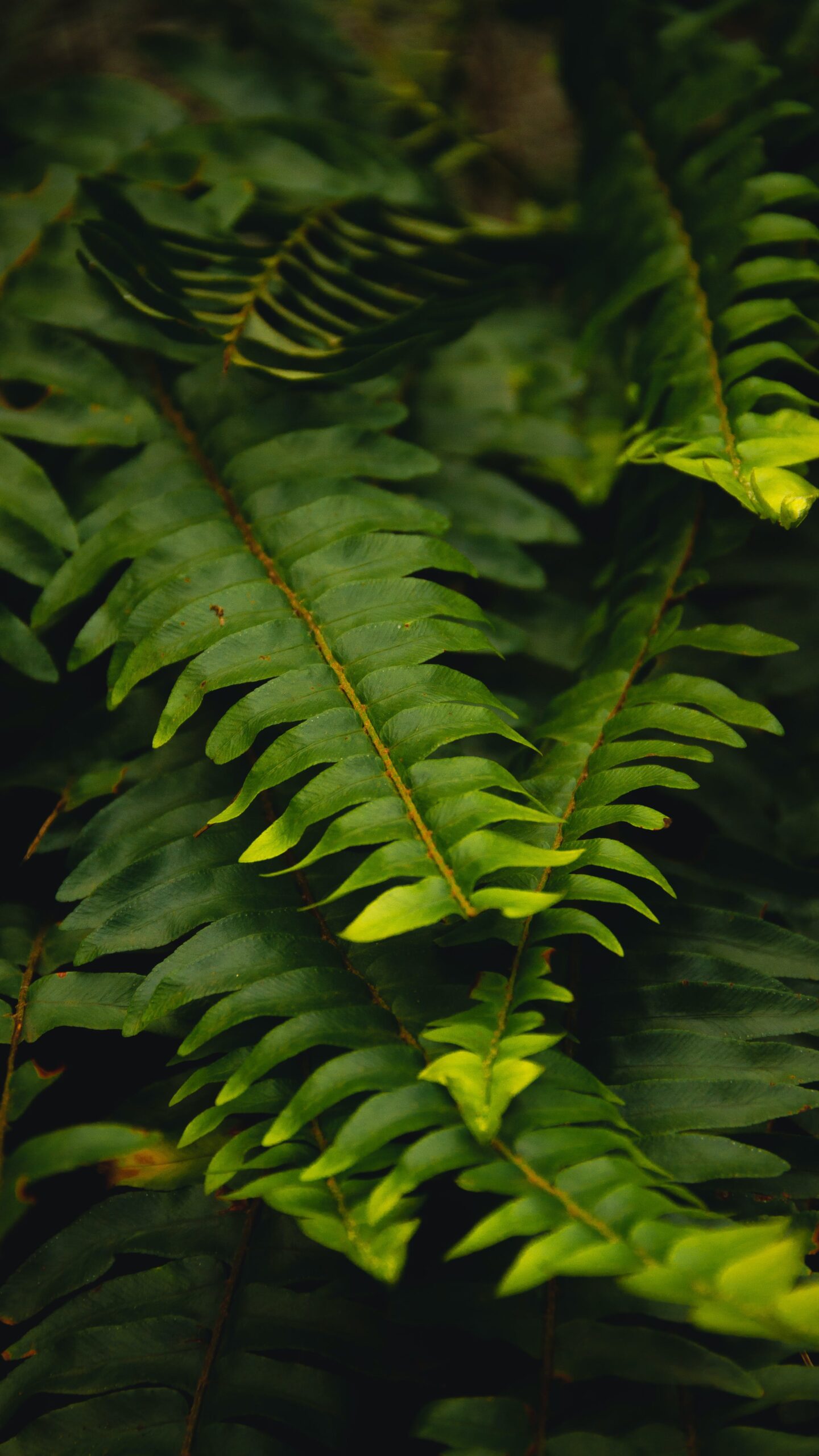Boston Fern types of fern plants