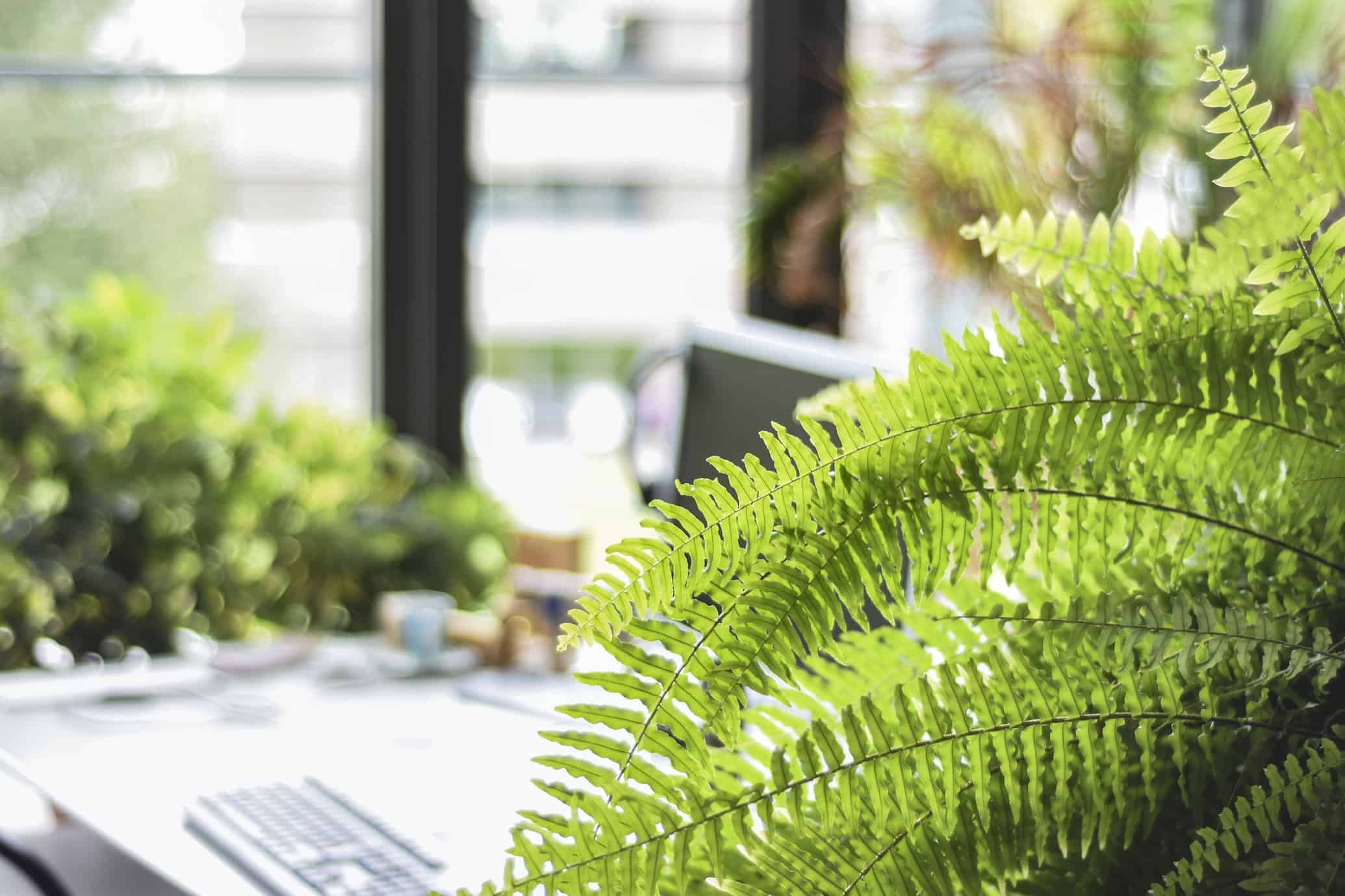 indoor plants