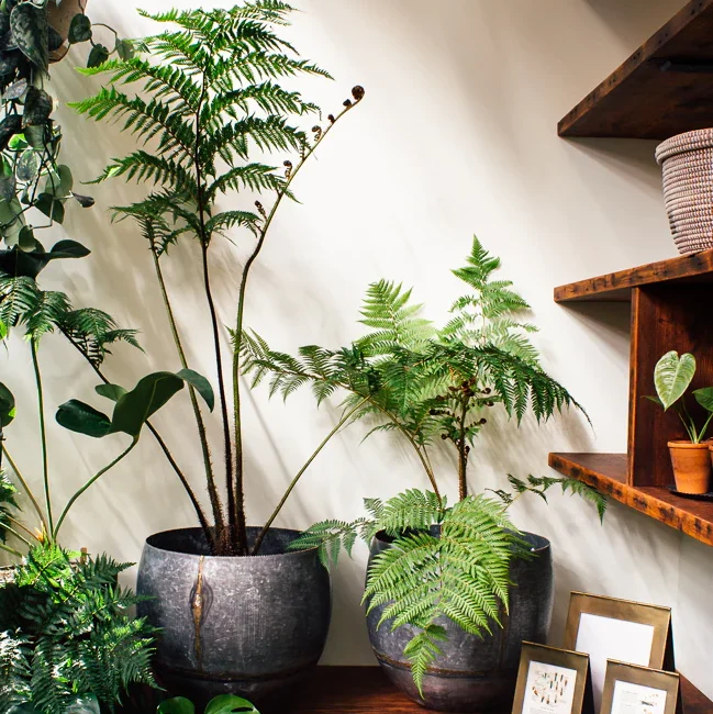 types of fern plants for indoors