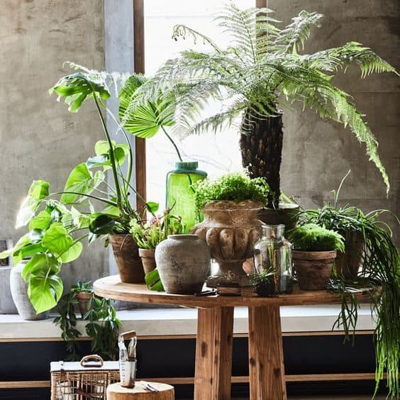 types of fern plants all
