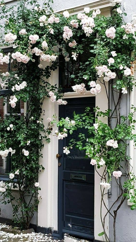 White roses growing around a black door.