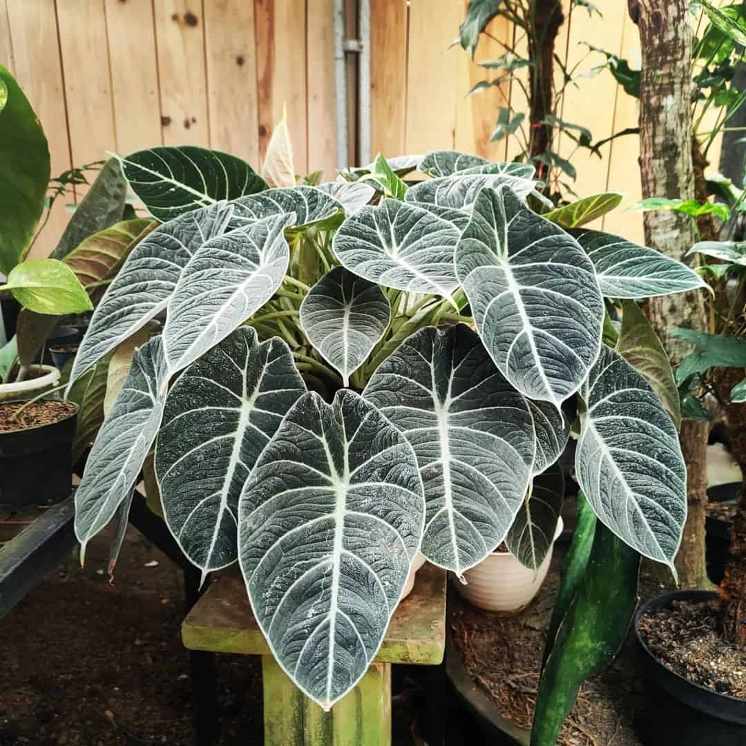 Alocasia Black Velvet in a backyard.
