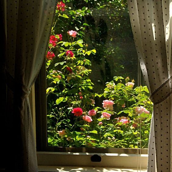 how to keep roses alive forever outside