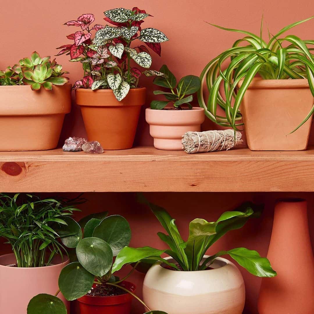 plant pots Plants For Small Pots