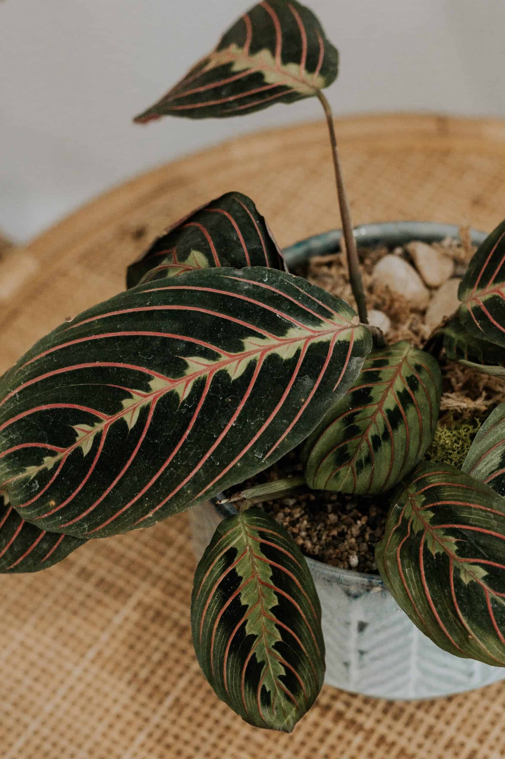 ​Prayer Plant Hanging Plants Safe for Dogs