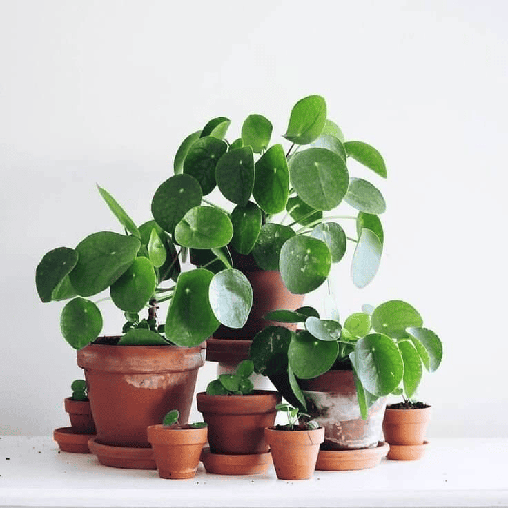 Chinese Money Plant Plants For Small Pots