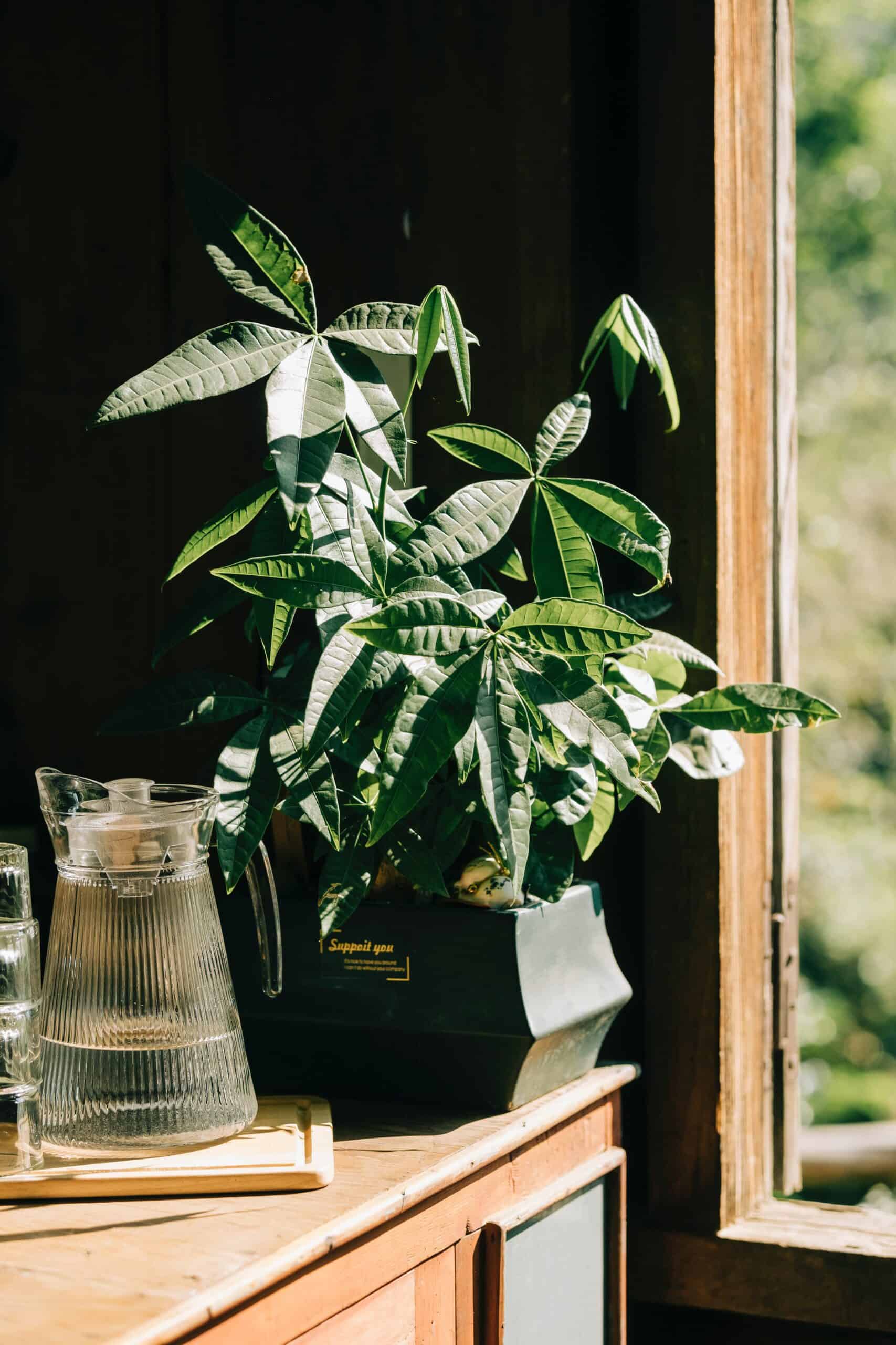 Money Tree Hanging Plants Safe for Dogs